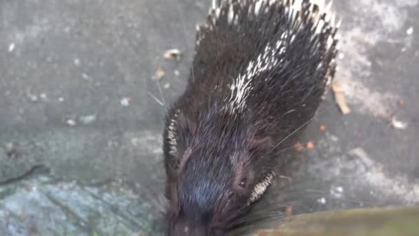 Ενηλίκων Malayan Porcupine Himalayan Porcupine Hystrix Brachyura Sniffing Ψάχνει Για — Αρχείο Βίντεο