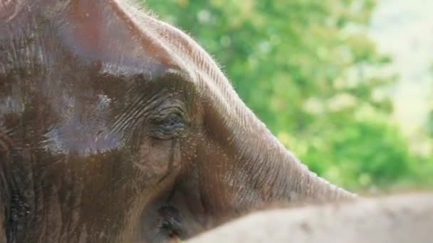 Cinematische Slow Motion Natuur Beelden Van Een Olifant Van Dichtbij — Stockvideo