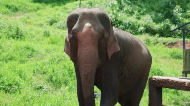 4K在一个阳光灿烂的日子里 在泰国清迈山区的丛林中 一头大象从近处飞向森林中央 缓慢地拍摄野生动物的自然镜头 — 图库视频影像