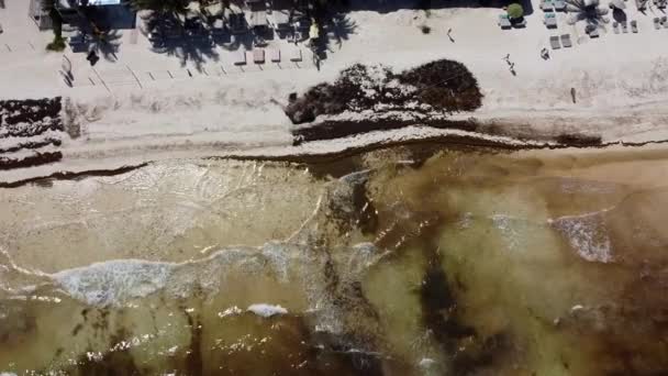 Océan Brun Plage Sable Blanc Tropical Tulum Infestée Par Sargassum — Video