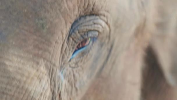 Cinematic Slow Motion Naturfilmer Elefants Öga Från Nära Håll Mitt — Stockvideo