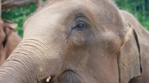 Cinematic Slow Motion Wildlife Naturoptagelser Elefant Fra Tæt Midt Junglen – Stock-video