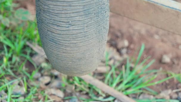 Κινηματογραφική Αργή Κίνηση Άγρια Φύση Πλάνα Από Κορμό Ενός Ελέφαντα — Αρχείο Βίντεο