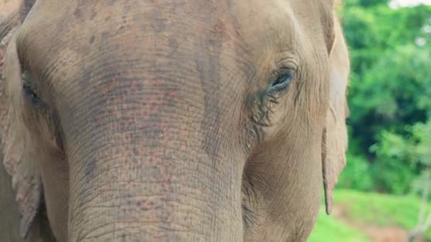 Cinematic Slow Motion Wildlife Természet Felvétel Egy Elefánt Közelről Közepén — Stock videók