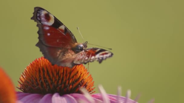 Macro Shot European Peacock Butterfly Open Wings Sucking Nectar Orange — Stok Video