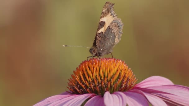 Ένα Μικρό Tortoiseshell Πεταλούδα Τρέφεται Echinacea Purpurea Κοντινό Πλάνο Μακρο — Αρχείο Βίντεο