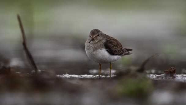 Temminck Stint Uccello Sotto Pioggia — Video Stock