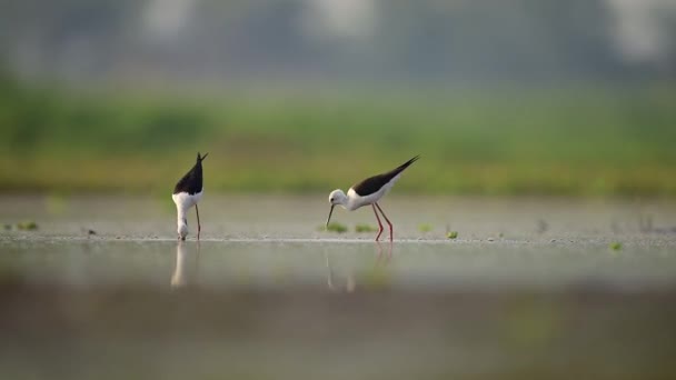 湿地での黒い翼状のスリットの餌やり — ストック動画