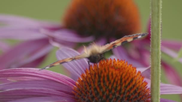 Una Pequeña Mariposa Tortuga Alimenta Flor Mientras Lucha Contra Viento — Vídeos de Stock