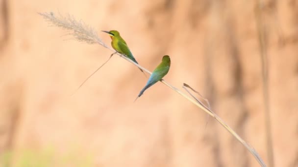 Blue Tailed Bee Eaters Avel Koloni — Stockvideo