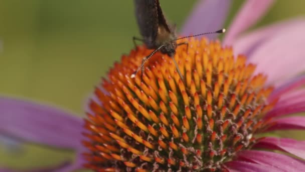 Одна Маленькая Черепаховая Бабочка Питается Эхинацеей Пурпуреа Крупный План Вид — стоковое видео