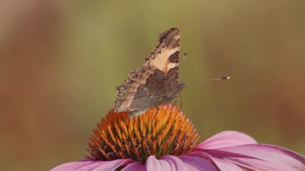 Una Pequeña Mariposa Tortuga Alimenta Equinácea Purpurea Primer Plano Macro — Vídeos de Stock