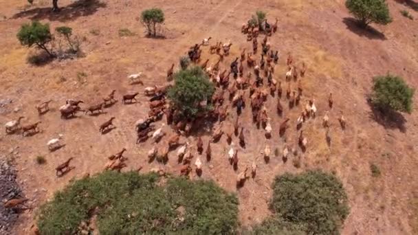 Topdown View Follow Group Cabras Pastam Campo Seco Com Sobreiros — Vídeo de Stock