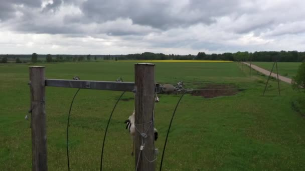 Cigüeña Blanca Atrapada Líneas Eléctricas Pájaro Muerto Colgando Cables — Vídeos de Stock