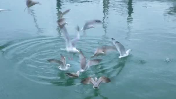 Meeuwen Vallen Vissen Aan Het Water Cornwall — Stockvideo