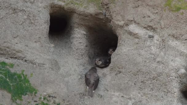 Europäischer Sand Martert Erwachsene Und Flügge Junge Streithähne Vor Nistlöchern — Stockvideo