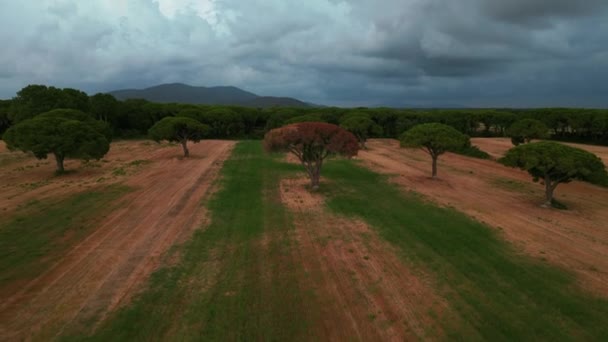 Voo Aéreo Drones Cinematográficos Floresta Pinheiros Parque Nacional Maremma Toscana — Vídeo de Stock