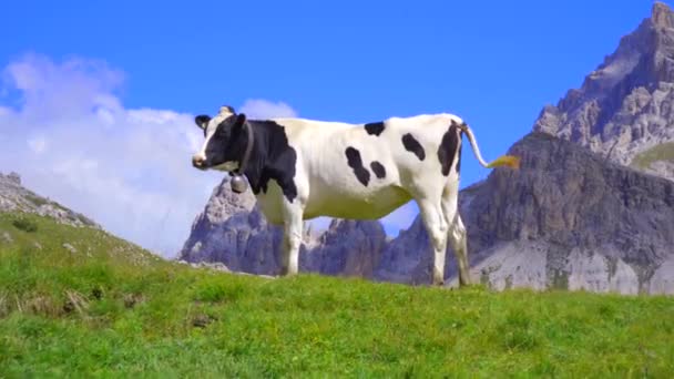 Black White Cow Wearing Cowbell Looks Camera Standing Alpine Mountain — Stock Video