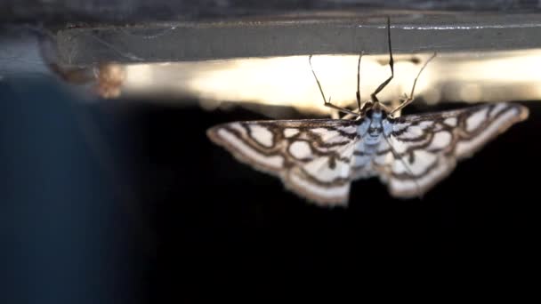 一只翅膀上有精美图案的飞蛾正坐在灯光下 — 图库视频影像