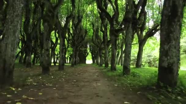 Schattige Sommerpassage Durch Grüne Überdachte Lindenallee Der Nähe Von Schloss — Stockvideo