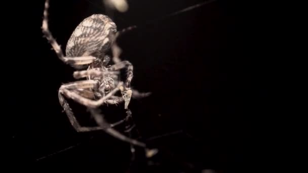 Une Araignée Couleur Blanche Saisissant Ses Tentacules Mangeant Proie Petits — Video