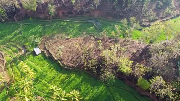 Fåglar Syn Unika Terrasserade Trädgårdsskötsel Och Ris Paddylandskap Antenn Drönare — Stockvideo