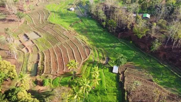 Drone Aereo Che Abbassa Trasformato Giardinaggio Unico Stagno Pesce Risaia — Video Stock