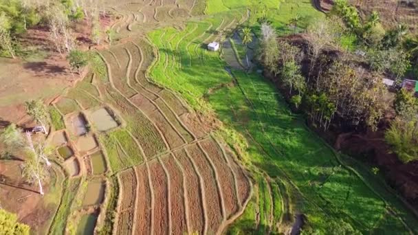 Vliegende Omgetoverd Milieu Landschap Van Landbouwgrond Van Rijstvelden Tuinen Visvijvers — Stockvideo