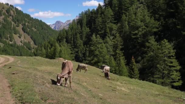 Vacas Comendo Grama Nas Montanhas Suíça — Vídeo de Stock