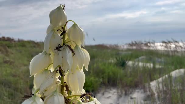 Insetto Duna Sul Fiore All Isola Kiawah — Video Stock