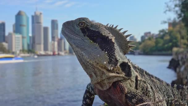 Dragão Água Nas Margens Rio Uma Balsa Cidade Passar — Vídeo de Stock