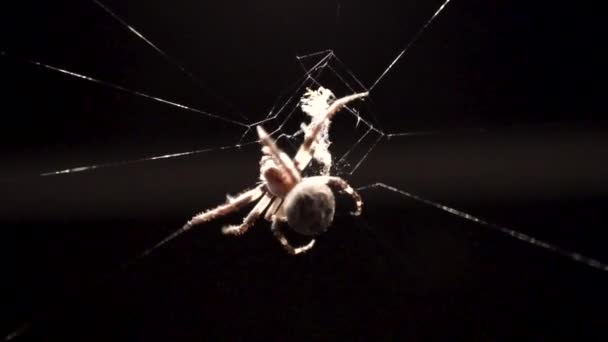 Beyaz Renkli Bir Örümcek Böcekleri Yemek Için Ağlarında Karmaşık Güzel — Stok video