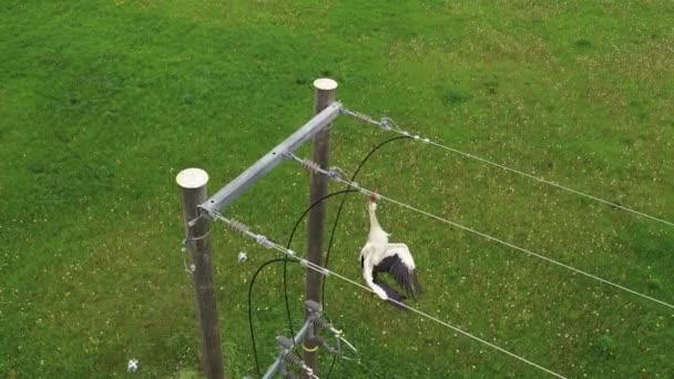 電源ラインの衝突から鳥を救うために必要な鳥の保護 空中上昇 — ストック動画
