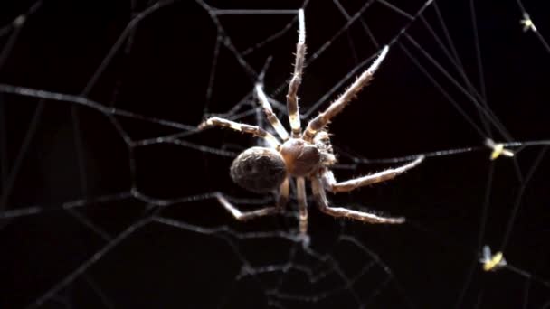 Sinek Ağdan Kaçmaya Çalışırken Büyük Bir Küre Örümceği Döndü Onu — Stok video