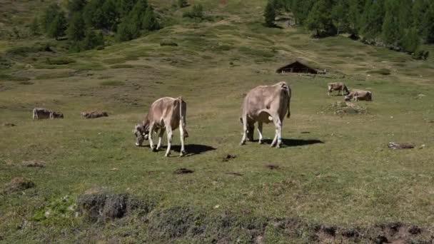 Vacas Que Lancham Grama Verde Lado Uma Montanha Suíça — Vídeo de Stock