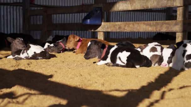 Sleepy Baby Cows Resting Sawdust Floor Morning Sunlight Barn — Stock Video