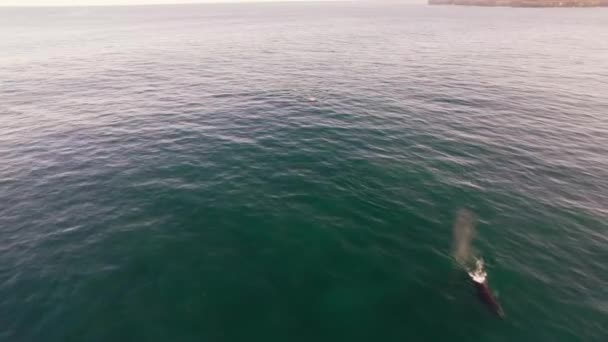Воздушные 4K30Fps Следуйте Выстрел Полу Статические Киты Океане — стоковое видео