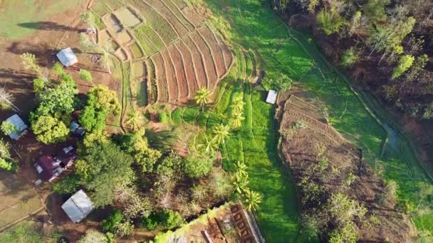 Vista Aérea Drone Arrozal Exuberante Verde Lagoa Peixes Paisagem Agrícola — Vídeo de Stock