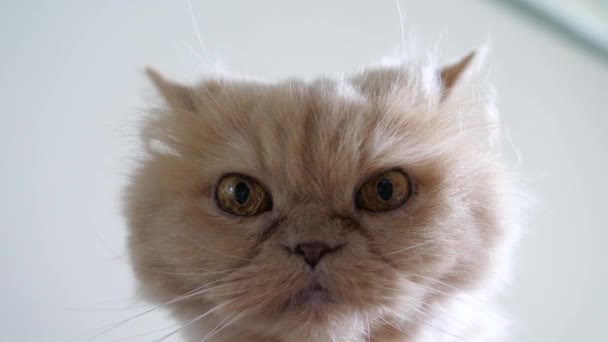 Close Persian Cat Head Staring People Resolution — ストック動画