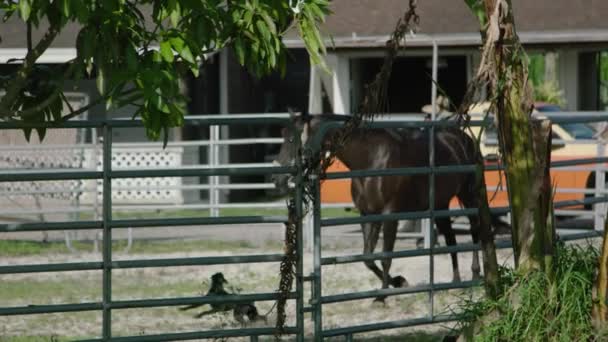 Caballo Negro Corriendo Por Interior Pluma Redonda Bullpen Con Perro — Vídeo de stock