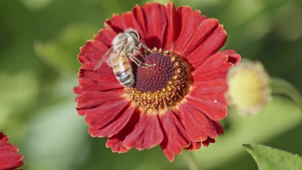 Vista Perto Uma Abelha Selvagem Polinizando Uma Flor Comendo Néctar — Vídeo de Stock