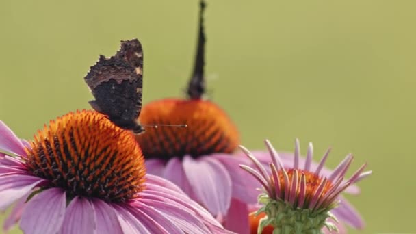 Dos Pequeñas Mariposas Tortuga Polinizando Flor Conejo Naranja Primer Plano — Vídeos de Stock