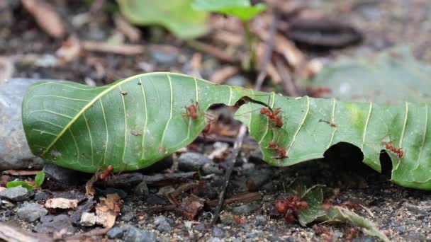 Hormigas Cortadoras Hojas Cortando Pedazo Hoja Costa Rica — Vídeo de stock