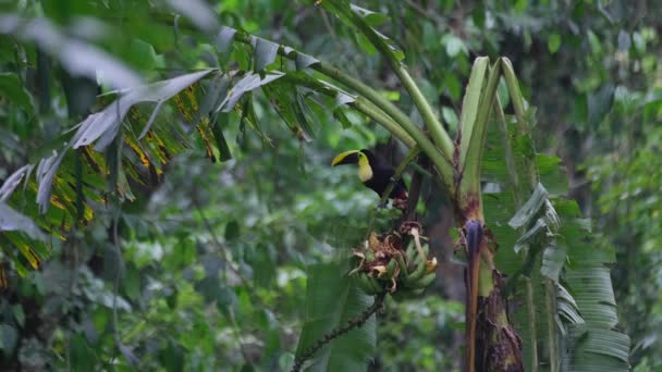 Toucan Eating Banana Tree — Stock Video