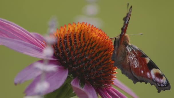 Macro Shot European Peacock Butterfly Ανοιχτά Φτερά Τρώγοντας Nectar Orange — Αρχείο Βίντεο