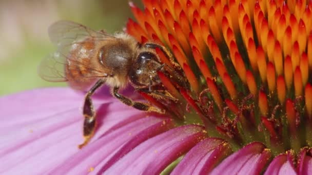 近距离观察一只野生蜜蜂在给花授粉 吃花蜜 大自然的奇迹 慢动作射击 — 图库视频影像
