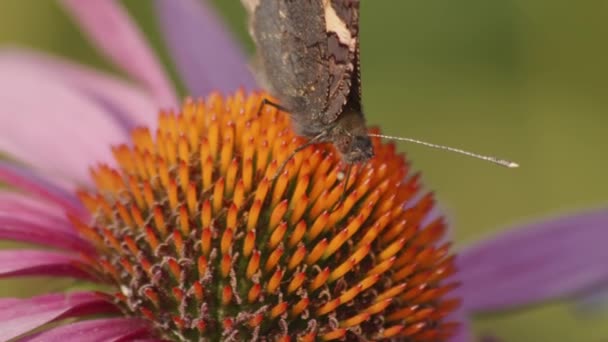 Piccola Tartaruga Farfalla Nutre Echinacea Purpurea Primo Piano Colpo Angolo — Video Stock