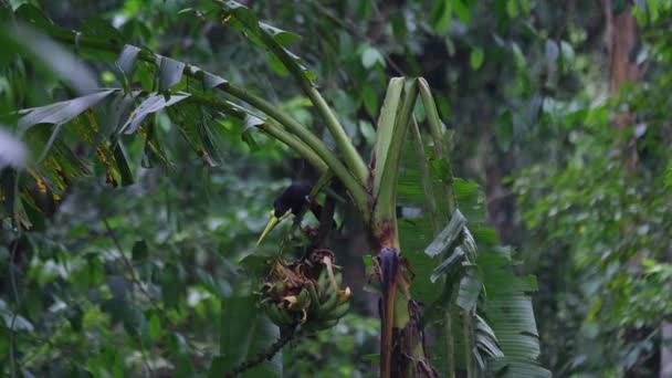 Toucan Eating Bananas Tree Costa Rica — Stock Video