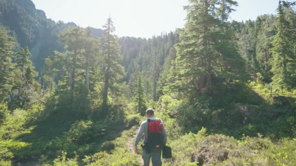 Wanderer Auf Wanderschaft Vor Der Kamera Alpine Forest Meadow Mackenzie — Stockvideo