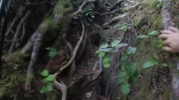 Wanderer Erklimmen Bewaldete Steile Wurzeln Mackenzie Range Vancouver Island Kanada — Stockvideo
